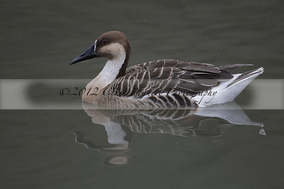 Wildfowl and Wetland Trust Arundel on Sunday 06 January 2013