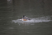 Wildfowl and Wetland Trust Arundel on Sunday 06 January 2013