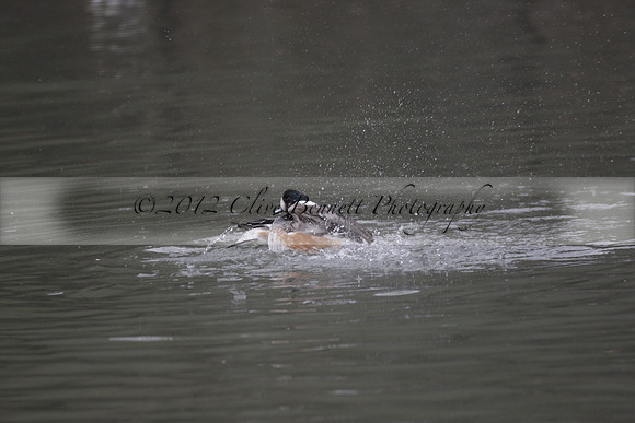 Wildfowl and Wetland Trust Arundel on Sunday 06 January 2013