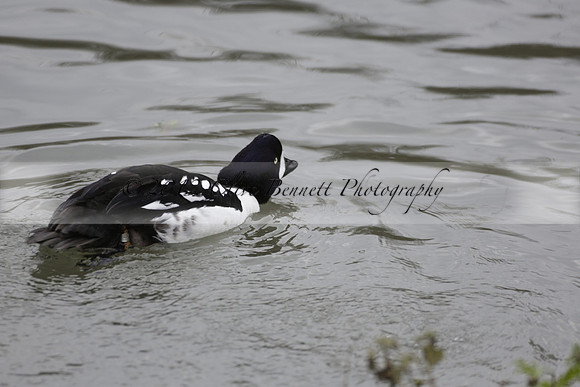 Wildfowl and Wetland Trust Arundel on Sunday 06 January 2013
