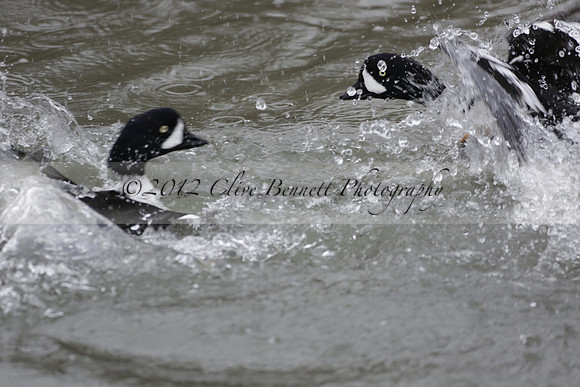 Wildfowl and Wetland Trust Arundel on Sunday 06 January 2013