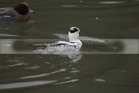 Wildfowl and Wetland Trust Arundel on Sunday 06 January 2013