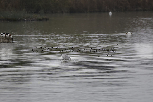 Wildfowl and Wetland Trust Arundel on Sunday 06 January 2013