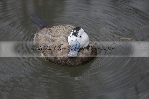 Wildfowl and Wetland Trust Arundel on Sunday 06 January 2013