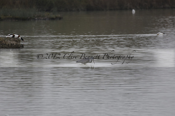 Wildfowl and Wetland Trust Arundel on Sunday 06 January 2013
