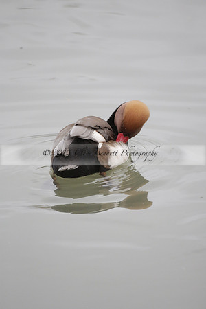 Wildfowl and Wetland Trust Arundel on Sunday 06 January 2013