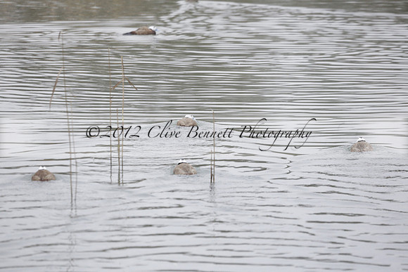 Wildfowl and Wetland Trust Arundel on Sunday 06 January 2013