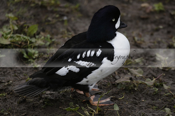 Wildfowl and Wetland Trust Arundel on Sunday 06 January 2013