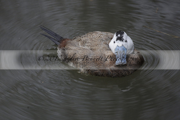 Wildfowl and Wetland Trust Arundel on Sunday 06 January 2013