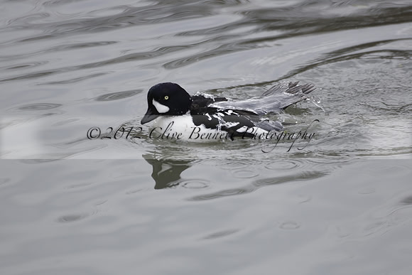 Wildfowl and Wetland Trust Arundel on Sunday 06 January 2013
