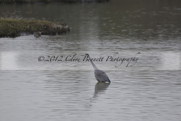 Wildfowl and Wetland Trust Arundel on Sunday 06 January 2013