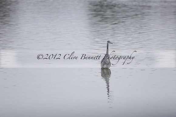 Wildfowl and Wetland Trust Arundel on Sunday 06 January 2013