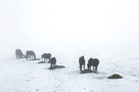HorsesFeeding