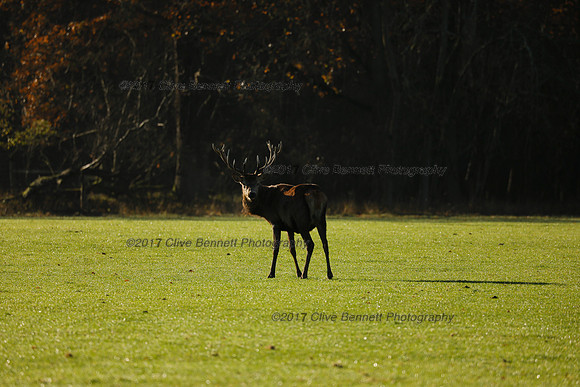 _CB_4335