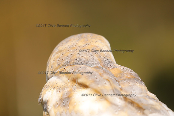 _CB_3599
