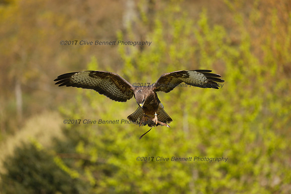 _CB_3778