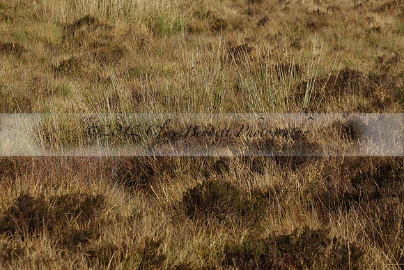 Devon & Somerset Staghounds meet at Larkbarrow Corner. North Devon. 2013.10.18 www.polopictures.co.uk
