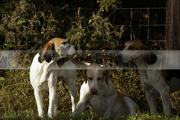 Devon & Somerset StagHounds meet at Five Cross Ways on Thursday 17 October 2013. 2013.10.17 www.polopictures.co.uk