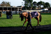 Race 4 The Starsports.bet Handicap Hurdle Race 2026.02.22