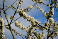 _CAB5240