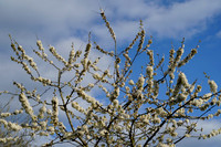 _CAB5243