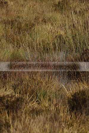 Devon & Somerset Staghounds meet at Larkbarrow Corner. North Devon. 2013.10.18 www.polopictures.co.uk