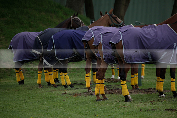 Lamrei v Dorsia in the Cicero Cup Final played on Brooks Field on Monday 04 June 2012 at Cowdray Park Polo Club