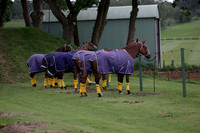 Lamrei v Dorsia in the Cicero Cup Final played on Brooks Field on Monday 04 June 2012 at Cowdray Park Polo Club