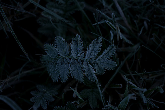 _CAB3974