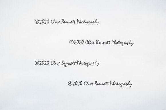 _CAB7294