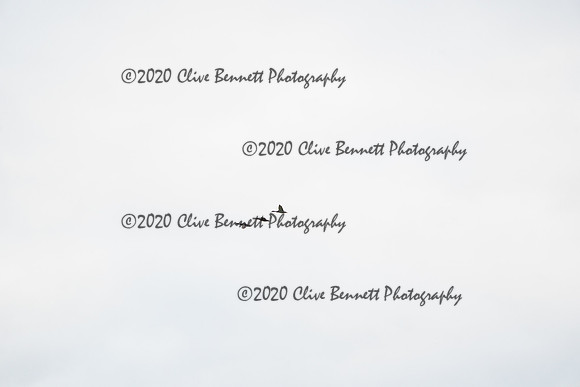 _CAB7295