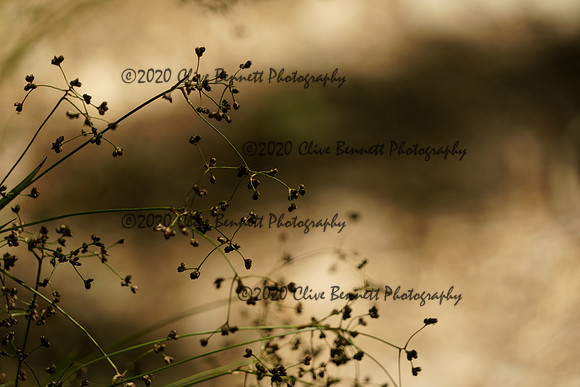 _CAB7109