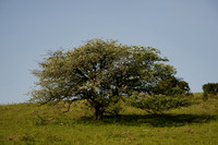 _CAB8167