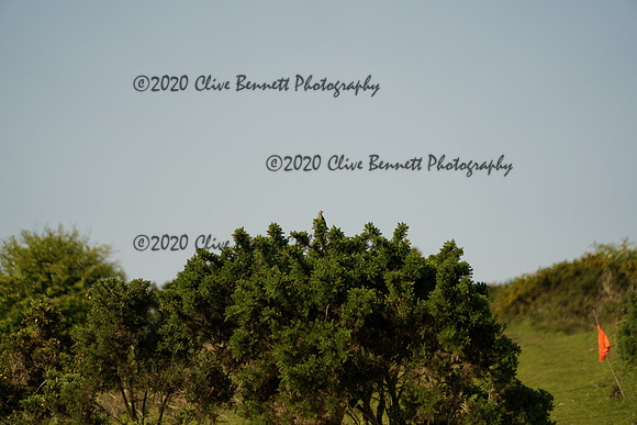 _CAB8219