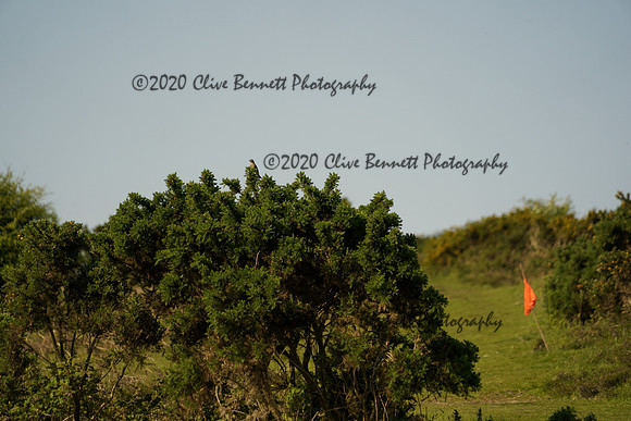 _CAB8218