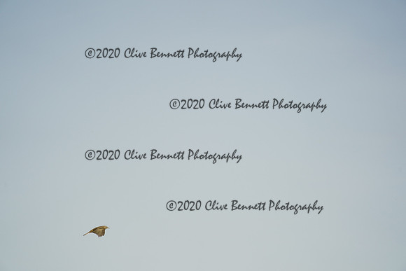 _CAB8221