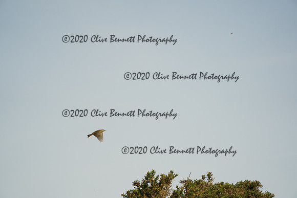 _CAB8222