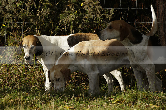 Devon & Somerset StagHounds meet at Five Cross Ways on Thursday 17 October 2013. 2013.10.17 www.polopictures.co.uk