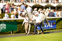 Arabian Race The Qatar International Stakes 2026.07.29