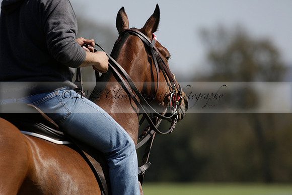 Enigma v Four Quarters Black Tyro Cup Polo match 2013.04.30