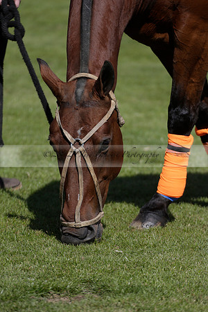 Enigma v Four Quarters Black Tyro Cup Polo match 2013.04.30