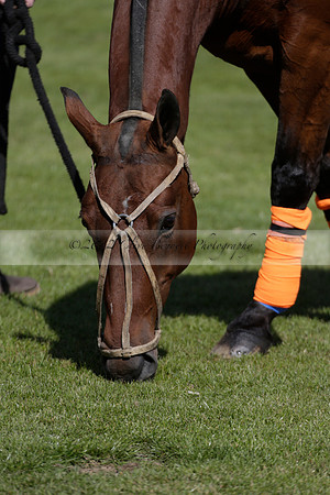 Enigma v Four Quarters Black Tyro Cup Polo match 2013.04.30