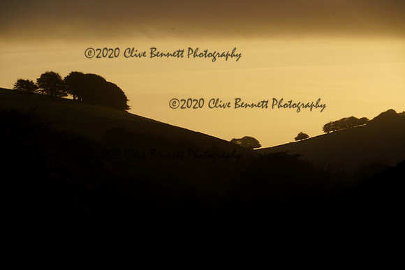 _CAB2981