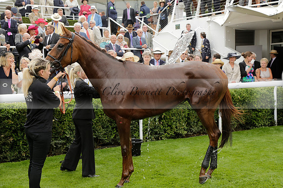 Race 6 Goodwood The British Stallion Studs Turf Club E.B.F. Fillies Stakes. 20130731. Race winner Ribbons owner Elite Racing Club