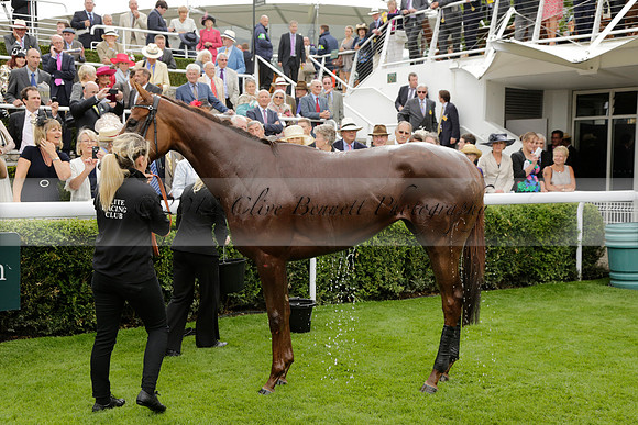 Race 6 Goodwood The British Stallion Studs Turf Club E.B.F. Fillies Stakes. 20130731. Race winner Ribbons owner Elite Racing Club