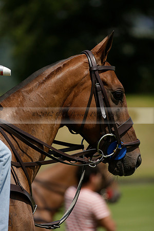 UAE Polo v El Remanso in a Veuve Clicquot Gold Cup Polo Match 2013.07.05