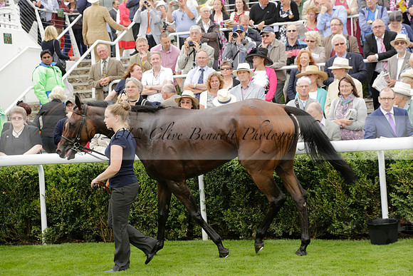 Race 6 Goodwood The British Stallion Studs Turf Club E.B.F. Fillies Stakes. 20130731. Race winner Ribbons owner Elite Racing Club
