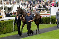 Race 6 Goodwood The British Stallion Studs Turf Club E.B.F. Fillies Stakes. 20130731. Race winner Ribbons owner Elite Racing Club