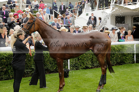 Race 6 Goodwood The British Stallion Studs Turf Club E.B.F. Fillies Stakes. 20130731. Race winner Ribbons owner Elite Racing Club