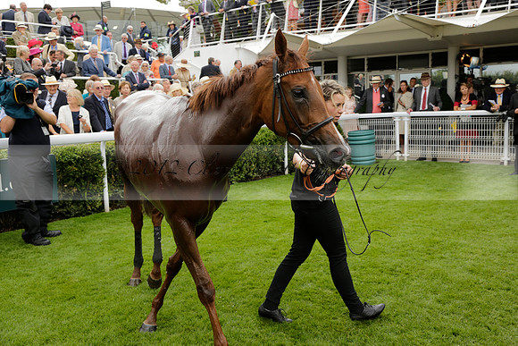 Race 6 Goodwood The British Stallion Studs Turf Club E.B.F. Fillies Stakes. 20130731. Race winner Ribbons owner Elite Racing Club